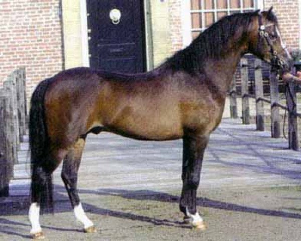 stallion Hilin Jack the Lad (Welsh-Pony (Section B), 2002, from Eyarth Tayma)