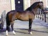 stallion Hilin Jack the Lad (Welsh-Pony (Section B), 2002, from Eyarth Tayma)