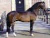 Deckhengst Hilin Jack the Lad (Welsh Pony (Sek.B), 2002, von Eyarth Tayma)