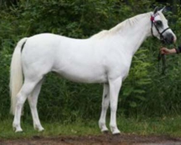 broodmare Winderton Golden Rose (Welsh-Pony (Section B), 1995, from Møllegårds Spartacus)