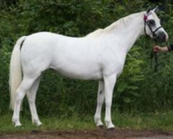 Zuchtstute Winderton Golden Rose (Welsh Pony (Sek.B), 1995, von Møllegårds Spartacus)