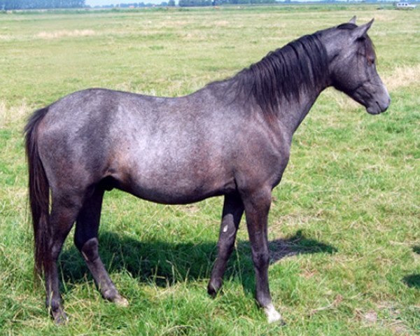 horse Ysselvliedt's Golden Eye (Welsh-Pony (Section B), 2007, from Hilin Jack the Lad)