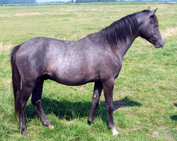 Pferd Ysselvliedt's Golden Eye (Welsh Pony (Sek.B), 2007, von Hilin Jack the Lad)