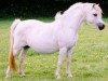 broodmare Sunwillow Quest (Welsh mountain pony (SEK.A), 1983, from Coed Coch Salsbri)