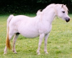 Zuchtstute Sunwillow Quest (Welsh Mountain Pony (Sek.A), 1983, von Coed Coch Salsbri)