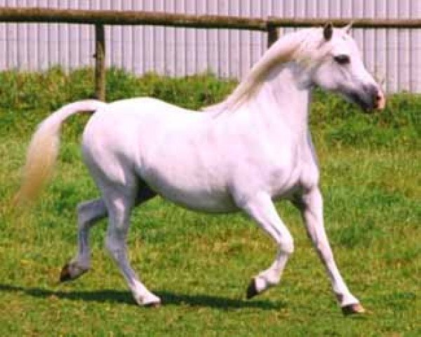broodmare Sunwillow Yasmin (Welsh mountain pony (SEK.A), 1991, from Pendock Legend)