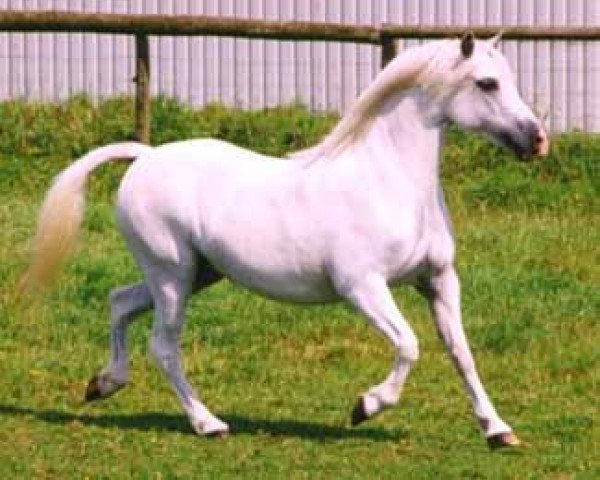 Zuchtstute Sunwillow Yasmin (Welsh Mountain Pony (Sek.A), 1991, von Pendock Legend)