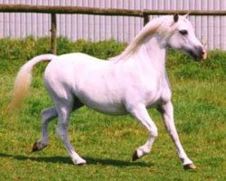 broodmare Sunwillow Yasmin (Welsh mountain pony (SEK.A), 1991, from Pendock Legend)