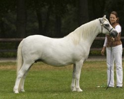 Zuchtstute Heniarth Yabadabadoo (Welsh Mountain Pony (Sek.A), 1996, von Whatehall Louis)