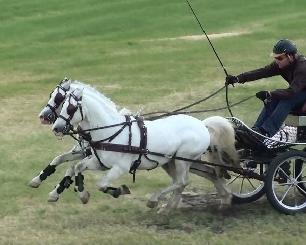 horse Ysselvliedt's San Sebastian (Welsh mountain pony (SEK.A), 1999, from Revel Jeeves)