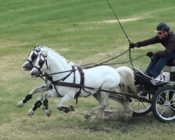 Pferd Ysselvliedt's San Sebastian (Welsh Mountain Pony (Sek.A), 1999, von Revel Jeeves)