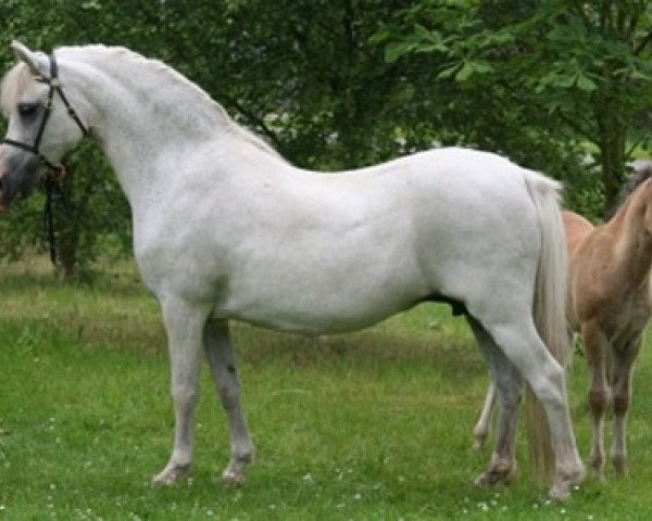 horse Vechtzicht's Countess (Welsh mountain pony (SEK.A), 1993, from Vechtzicht's Harmony)