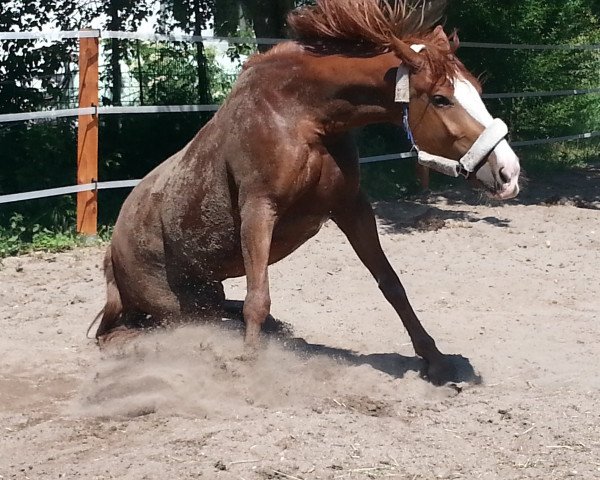 broodmare Atlanta (Black Forest Fox, 2009)