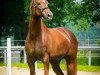 broodmare Berisha (Hanoverian, 2005, from Brentano II)