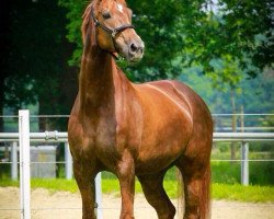 broodmare Berisha (Hanoverian, 2005, from Brentano II)