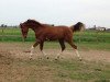 stallion Goldfieber C (Hanoverian, 2013, from Goldfever)