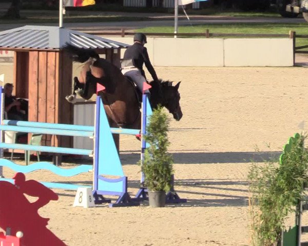 Reitturnier Westergellersen 2020