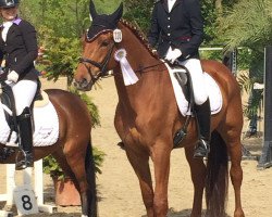 dressage horse Findlay (Westphalian, 2011, from Fleury)