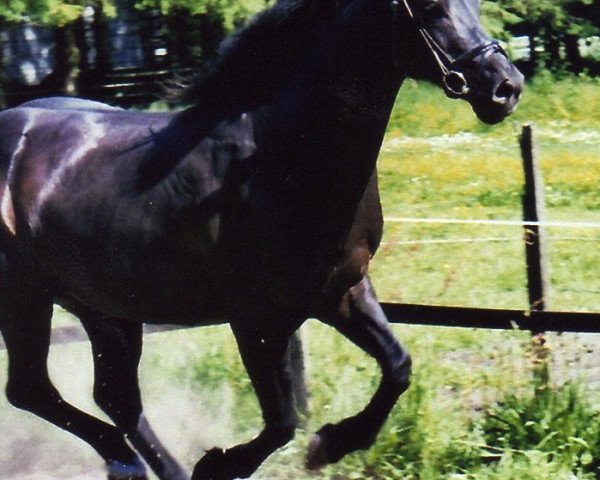 Pferd Balthasar´s Boy (Deutsches Reitpony, 1997, von Balthasar)