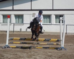 Dressurpferd Tornado (Welsh Pony (Sek.B), 2001, von Tetworth Crimson Lake)