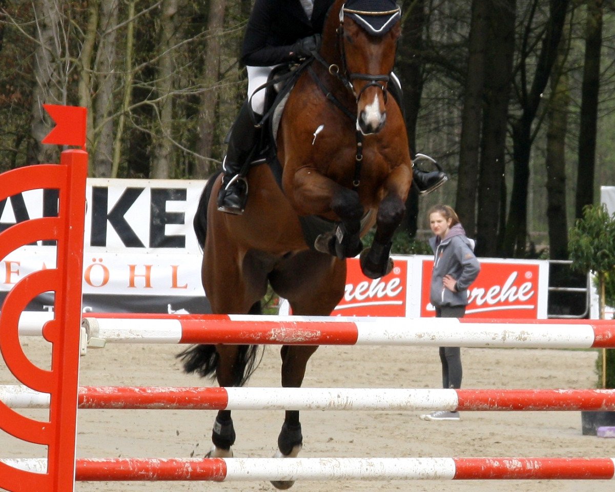 jumper Giulliani (Hanoverian, 2005, from Geysir)