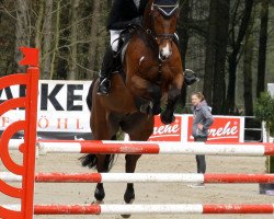 jumper Giulliani (Hanoverian, 2005, from Geysir)