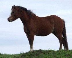 horse Vechtzicht's Christabel (Welsh mountain pony (SEK.A), 2008, from Vechtzicht's Harmony)