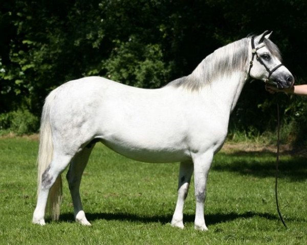 broodmare Vechtzicht's Hylife (Welsh mountain pony (SEK.A), 1997, from Vechtzicht's Cymro Bach)