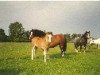Zuchtstute Revel Cymbol (Welsh Mountain Pony (Sek.A), 1984, von Revel Hallmark)