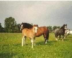 broodmare Revel Cymbol (Welsh mountain pony (SEK.A), 1984, from Revel Hallmark)