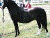 broodmare Vechtzicht's Chelsea (Welsh mountain pony (SEK.A), 1989, from Blaenau Chelsea Fan)