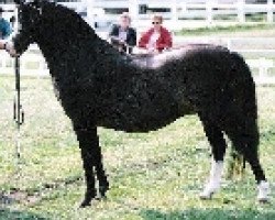 broodmare Vechtzicht's Chelsea (Welsh mountain pony (SEK.A), 1989, from Blaenau Chelsea Fan)