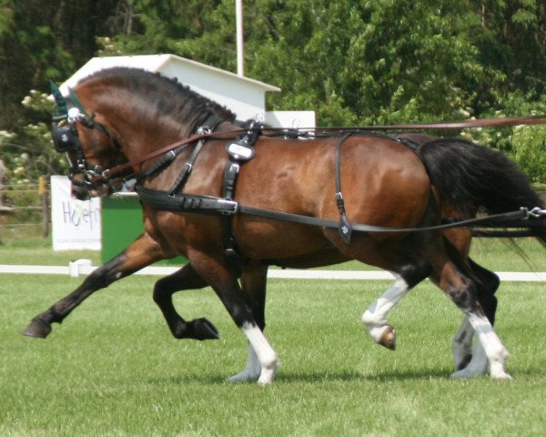 horse Vechtzicht's Consul (Welsh mountain pony (SEK.A), 2000, from Vechtzicht's Harmony)