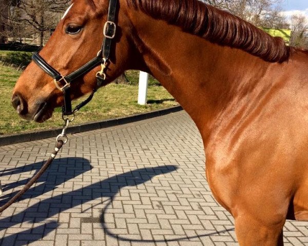 dressage horse La Lune Rouge (Rhinelander, 2009, from Lord Loxley I)