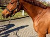 dressage horse La Lune Rouge (Rhinelander, 2009, from Lord Loxley I)