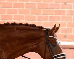 dressage horse Leo Lacado (Hanoverian, 2008, from Londonderry)