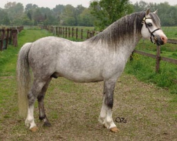 stallion Vechtzicht's Hylander (Welsh mountain pony (SEK.A), 1998, from Crossways Rodney)