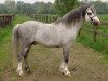 stallion Vechtzicht's Hylander (Welsh mountain pony (SEK.A), 1998, from Crossways Rodney)