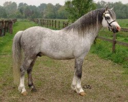 Deckhengst Vechtzicht's Hylander (Welsh Mountain Pony (Sek.A), 1998, von Crossways Rodney)