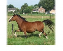 horse Vechtzicht's Caprice (Welsh mountain pony (SEK.A),  , from Vechtzicht's Harmony)