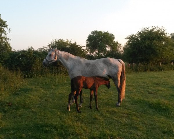 broodmare Comtess (Westphalian, 2001, from Counter)