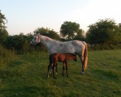 broodmare Comtess (Westphalian, 2001, from Counter)