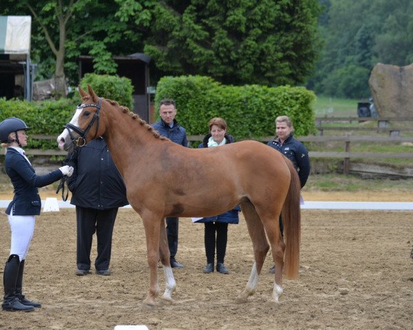 broodmare FS Dancing Queen (German Riding Pony, 2011, from FS Daddy Cool)
