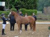 Zuchtstute FS Dancing Queen (Deutsches Reitpony, 2011, von FS Daddy Cool)