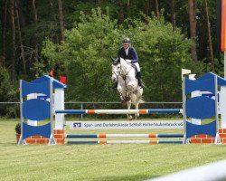 jumper Artus the King (Hanoverian, 2009, from Avagon)