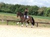 dressage horse Leopold (Westphalian, 1997, from Labrador)