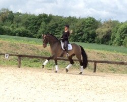 dressage horse Leopold (Westphalian, 1997, from Labrador)