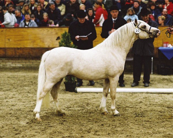 Deckhengst Vechtzicht's Hy-Binder (Welsh Mountain Pony (Sek.A), 2001, von Springbourne Caerwyn)