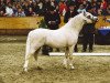 Deckhengst Vechtzicht's Hy-Binder (Welsh Mountain Pony (Sek.A), 2001, von Springbourne Caerwyn)