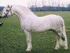 stallion Springbourne Caerwyn (Welsh mountain pony (SEK.A), 1994, from Breachwood Marwyn)